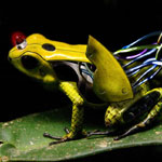 Cyborg Frog